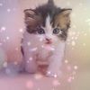charliesnowcat